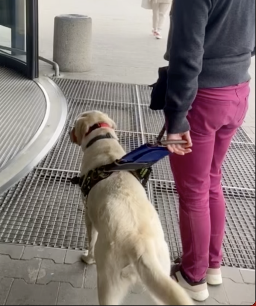 Biszkoptowy labrador w uprzęży prowadzi osobę niewidomą do drzwi wejściowych