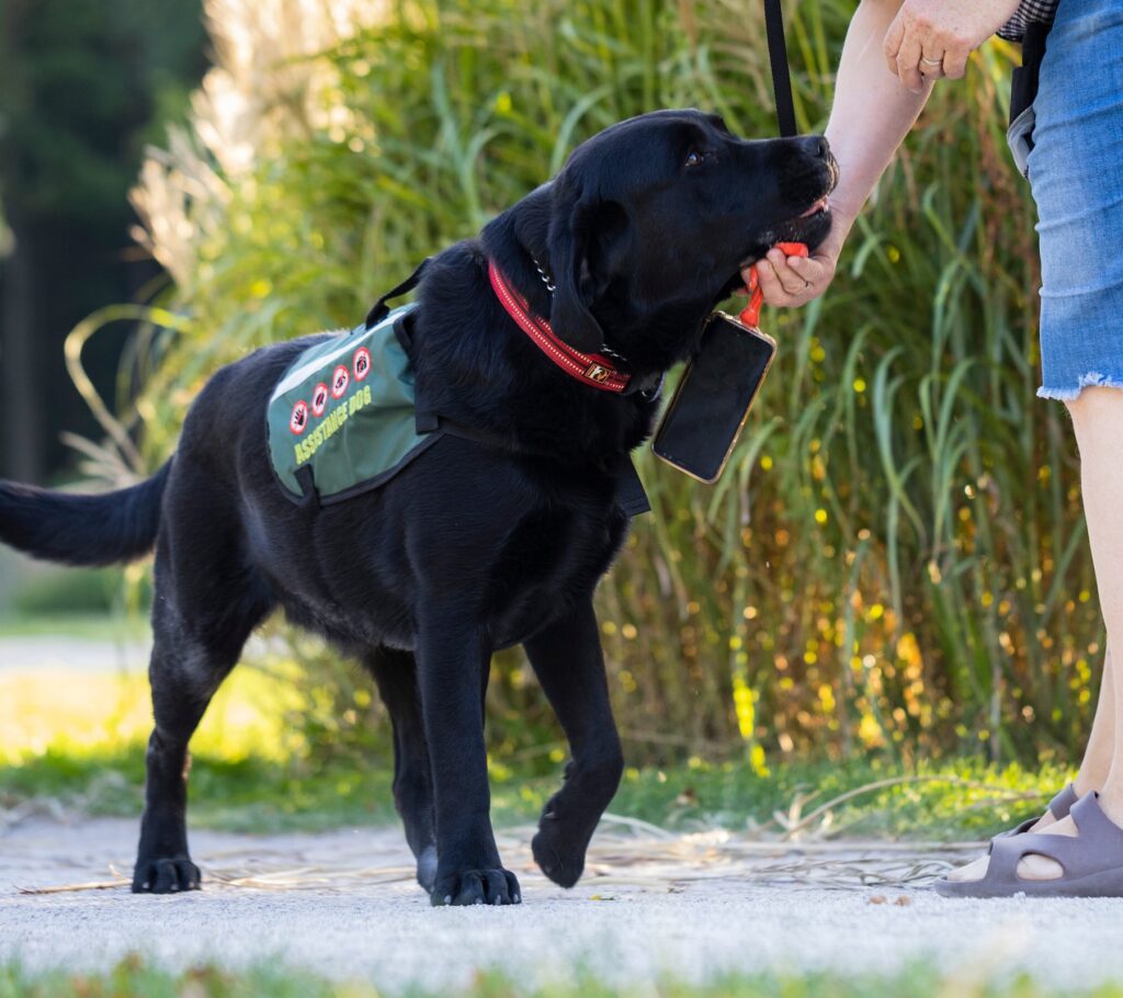 Czarny labrador, podnosi telefon komórkowy i podaje go do ręki człowieka. Pies ubrany w kamizelkę "Pies asystujący"