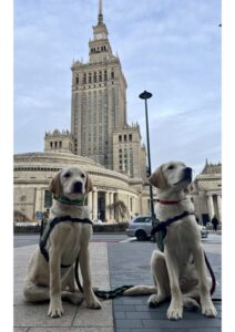 Zdjęcie przedstawia dwa psy rasy labrador w kamizelkach i obrożach z napisem "Pies asystujący". Psy siedzą na chodniku a w oddali widać Pałac Kultury i Nauki w Warszawie wraz z Salą Kongresową